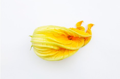 zucchini-fower