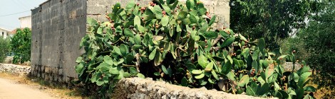 mangia-bene-blog-prickly-pear