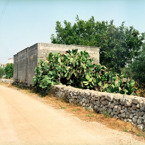 mangia-bene-blog-prickly-pear