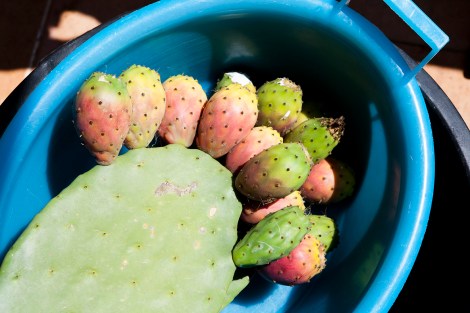 mangia-bene-blog-prickly-pear